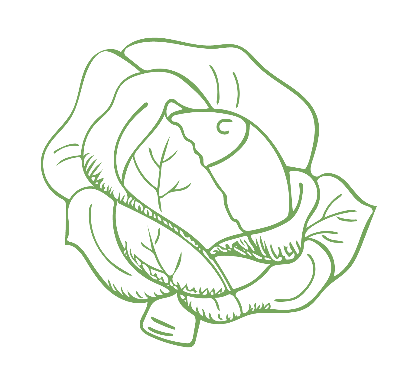 Cabbage